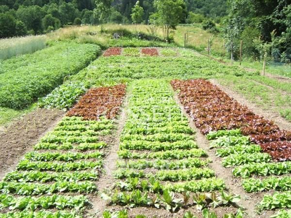 Terreno agricolo in commerciale in 