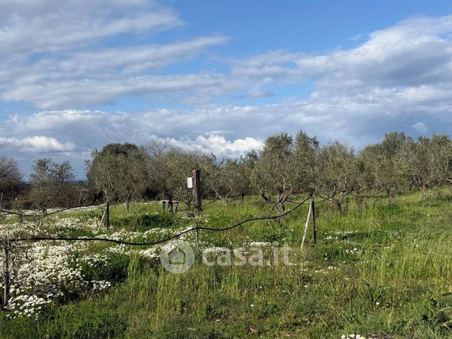 Terreno agricolo in commerciale in LocalitÃ  Mortelliccio 14