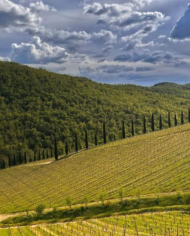 Terreno agricolo in commerciale in Via dell'Arbia