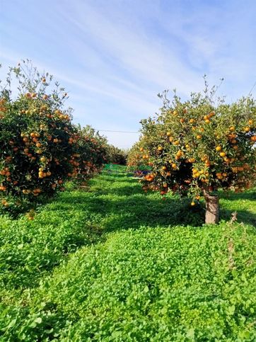 Terreno agricolo in commerciale in 