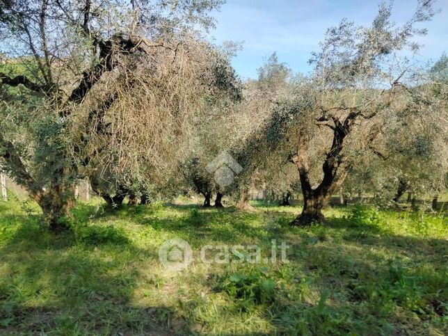 Terreno agricolo in commerciale in LocalitÃ  Collecchio 14