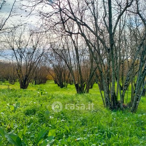 Terreno agricolo in commerciale in Strada Cassiere