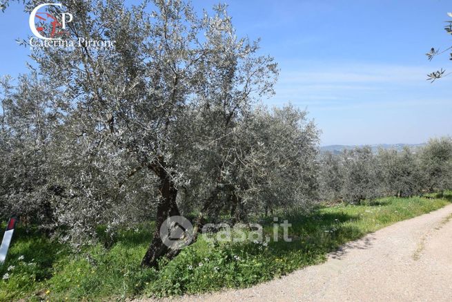 Terreno agricolo in commerciale in Fattoria Pagnana 1