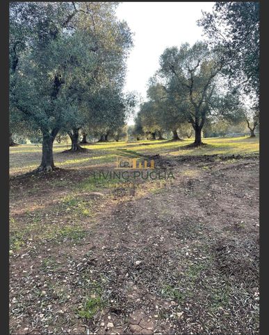 Terreno edificabile in residenziale in C. da Sessana Piccola