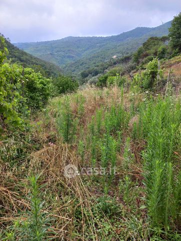 Terreno agricolo in commerciale in Via Bellandi