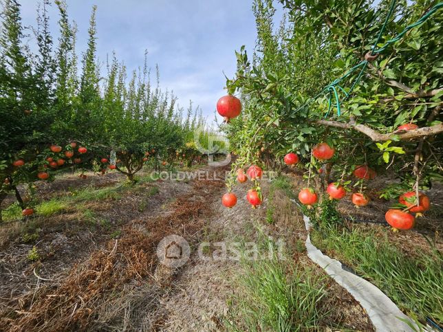 Terreno agricolo in commerciale in Contrada Sulla