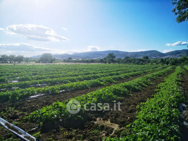 Terreno agricolo in commerciale in Via Acqua dei Pioppi