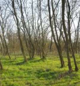 Terreno agricolo in commerciale in Via D. Bosco