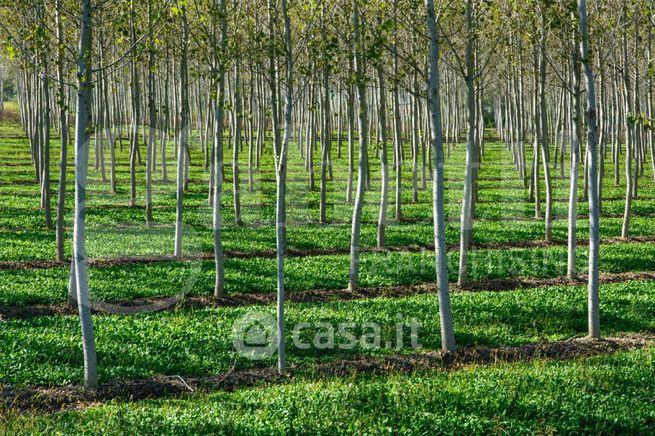 Terreno agricolo in commerciale in Strada Statale 5 1