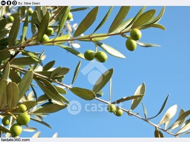 Terreno agricolo in commerciale in Contrada Sfacilla