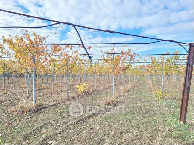 Terreno agricolo in commerciale in Tratturello Regio Ponte di Bovino