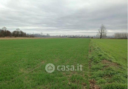 Terreno agricolo in commerciale in Carrareccia