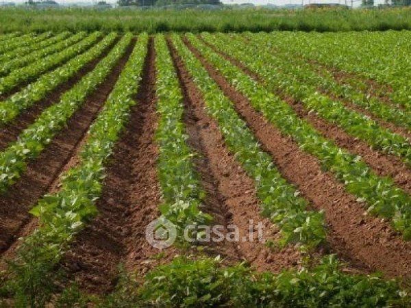 Terreno agricolo in commerciale in Via Miranese