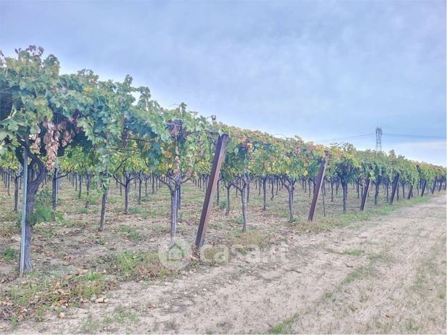Terreno agricolo in commerciale in Contrada Quarto