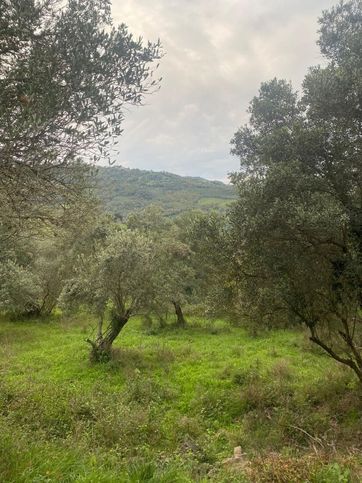 Terreno agricolo in commerciale in Via del Campo Sportivo