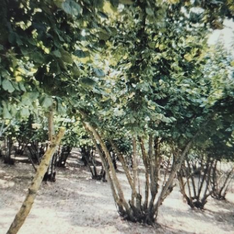 Terreno agricolo in commerciale in Via Saverio Crisci