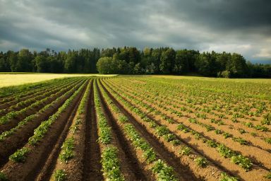 Terreno agricolo in commerciale in Via Vittorio Emanuele II