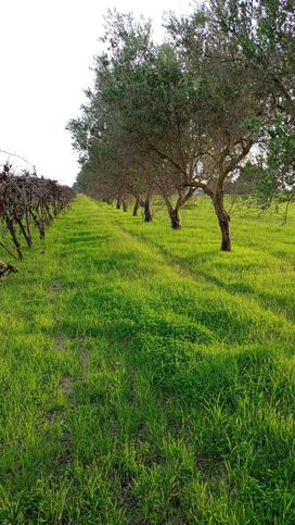 Terreno agricolo in commerciale in Contrada la carduccia