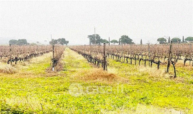 Terreno agricolo in commerciale in Strada Vicinale della Botrona