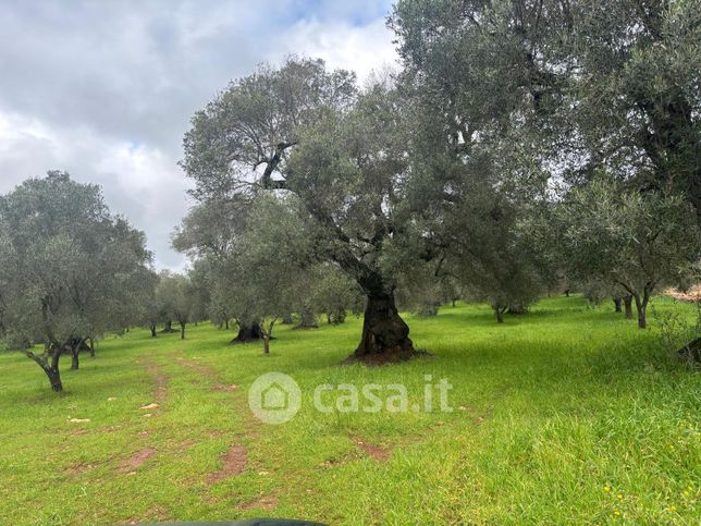 Terreno agricolo in commerciale in Contrada Coccia Coccia