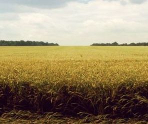 Terreno agricolo in commerciale in Strada del Confine