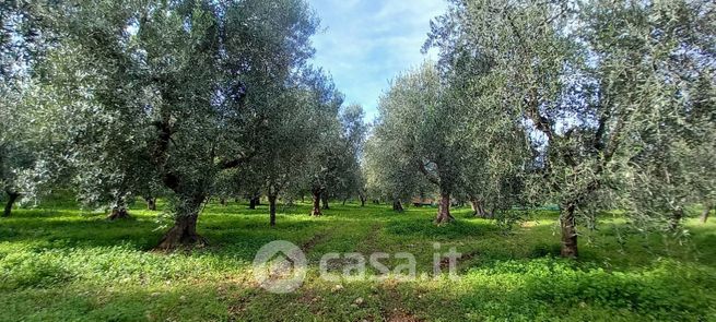 Terreno agricolo in commerciale in Contrada Piano