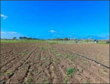 Terreno agricolo in commerciale in Strada del Pantanello