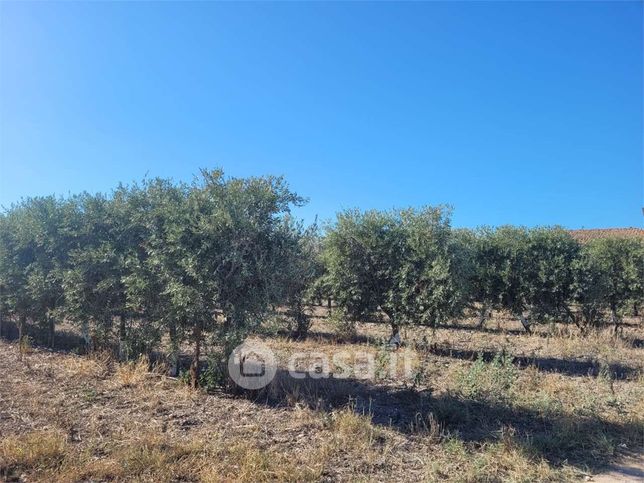 Terreno agricolo in commerciale in Strada Statale 16