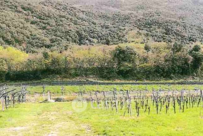 Terreno agricolo in commerciale in Via Molino