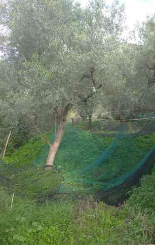 Terreno agricolo in commerciale in Via artemanno