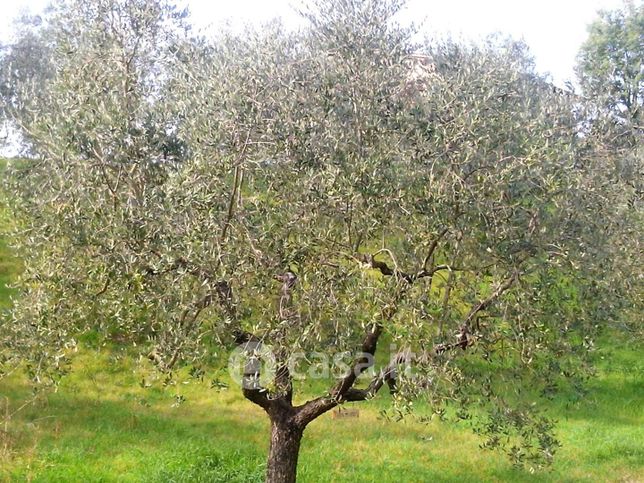 Terreno agricolo in commerciale in 