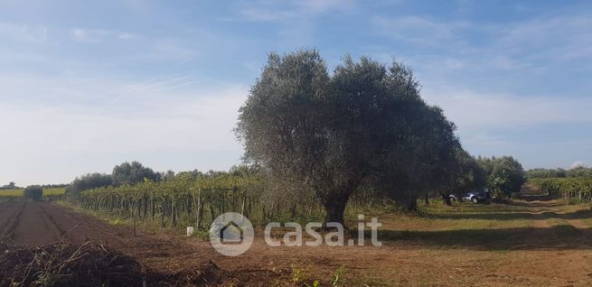 Terreno agricolo in commerciale in Via Isola d' Elba