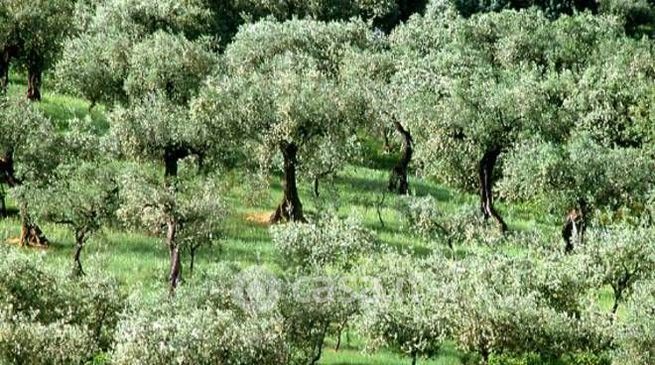 Terreno agricolo in commerciale in Contrada San Desiderio