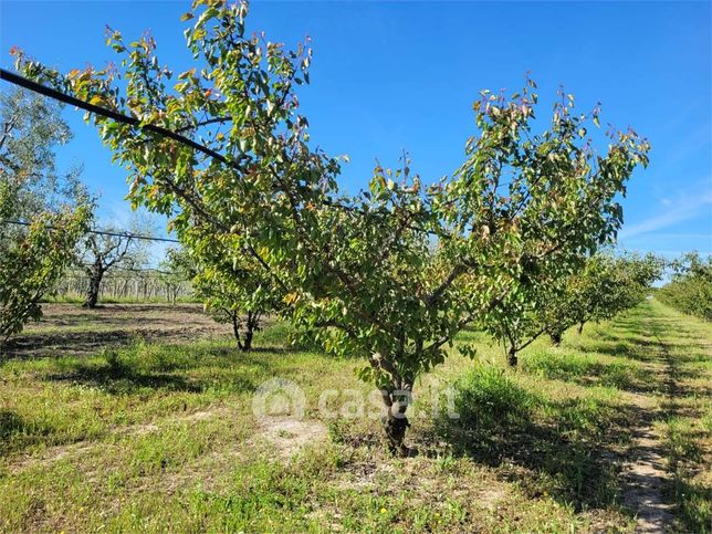 Terreno agricolo in commerciale in Strada Statale 16