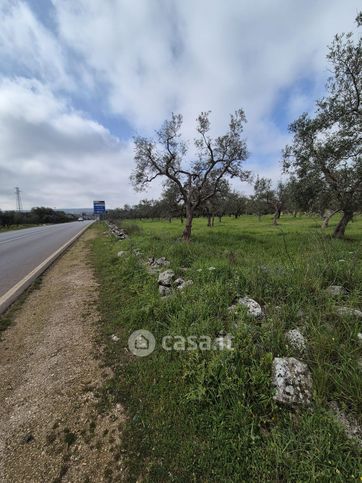 Terreno agricolo in commerciale in Strada Provinciale 236