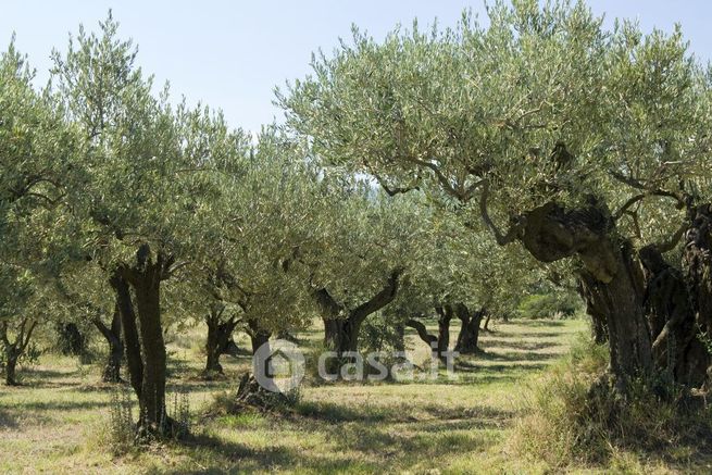 Terreno agricolo in commerciale in 