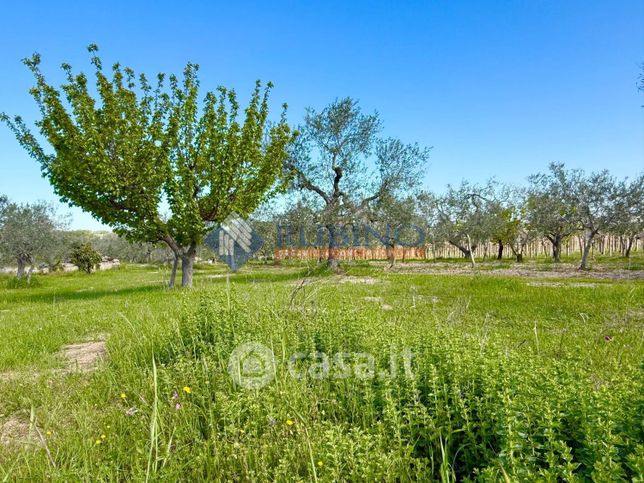 Terreno agricolo in commerciale in Contrada palumbariello
