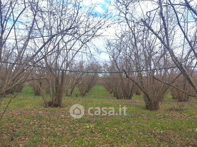 Terreno agricolo in commerciale in Località località Pian di San Pietro 48