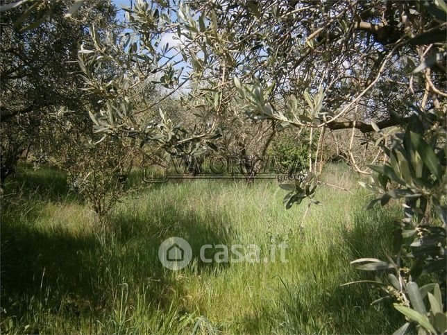 Terreno agricolo in commerciale in Via Montecompatri Colonna