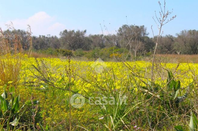 Terreno agricolo in commerciale in Contrada Scianolecchia