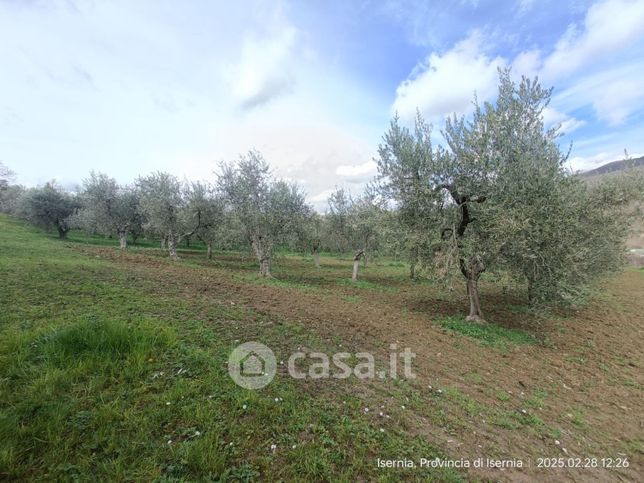 Terreno agricolo in commerciale in Via Acqua Solfurea 1