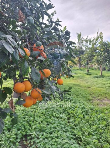 Terreno agricolo in commerciale in Strada Comunale Mulini