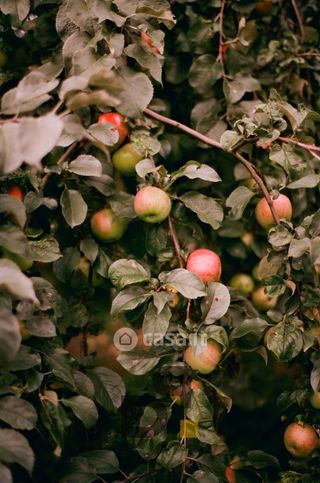 Terreno agricolo in commerciale in LocalitÃ  Caselle