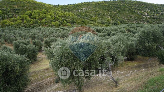 Terreno agricolo in commerciale in Strada Senza Nome