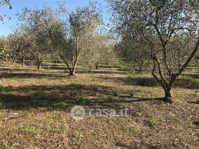 Terreno agricolo in commerciale in 