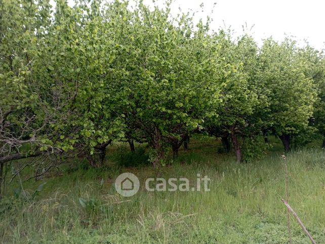 Terreno agricolo in commerciale in Via Piro 69