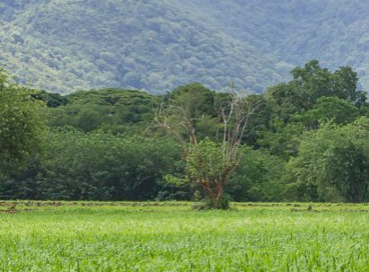Terreno agricolo in commerciale in Via Arda
