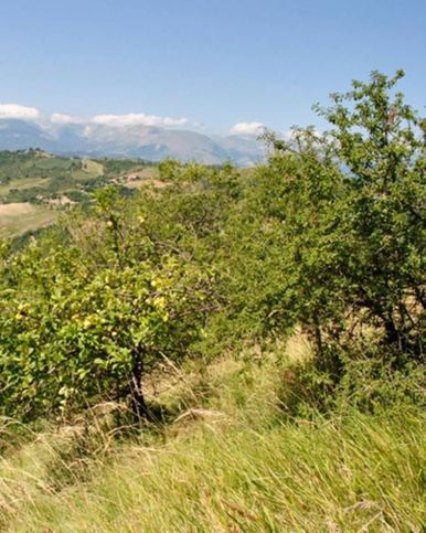 Terreno edificabile in residenziale in Strada Provinciale 93