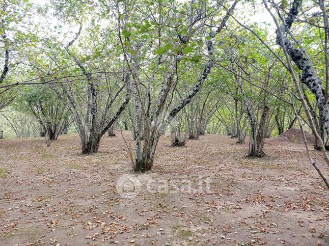 Terreno agricolo in commerciale in Contrada Bosco 1