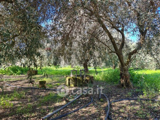 Terreno agricolo in commerciale in Strada Statale 385
